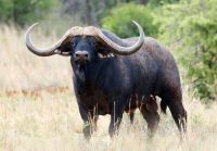 Загинули буйволи та сайгаки: «Асканія-Нова» втрачає рідкісних тварин внаслідок дій окупаційного керівництва