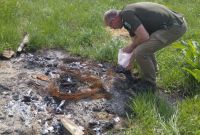 На Миколаївщині оштрафували чоловіка, який спалював чумних свиней 
