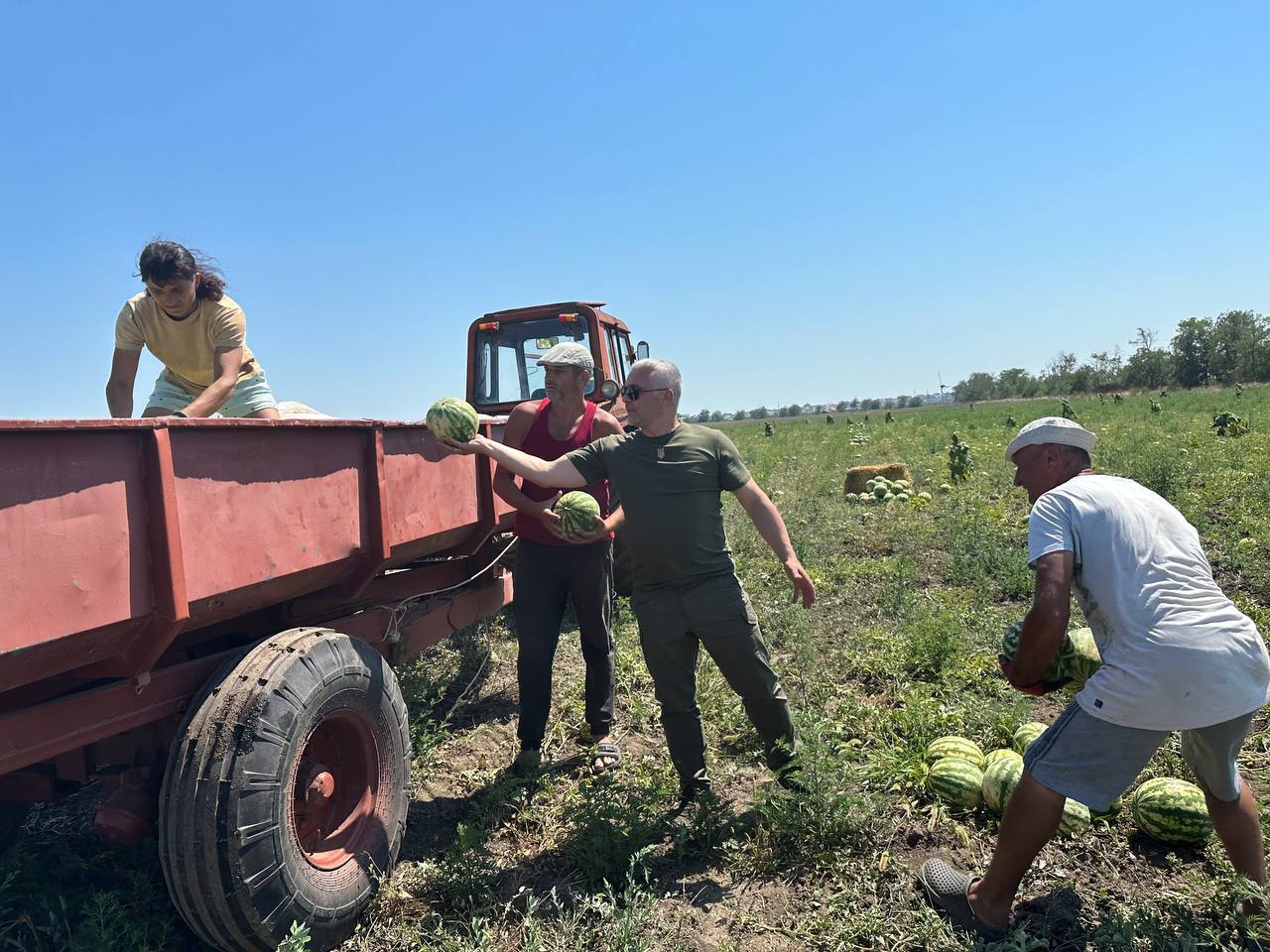«Вистачить на всіх»: на Одещині зібрали перший врожай кавунів