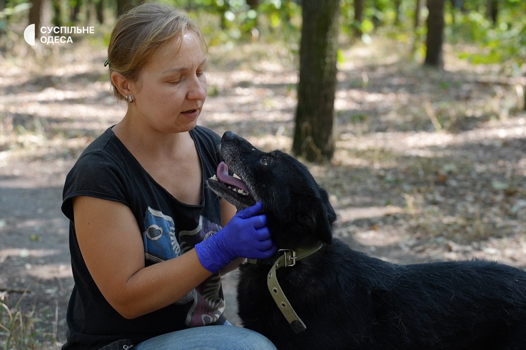 Як в Одесі доглядають собак із Херсонщини, врятованих після теракту на Каховській ГЕС