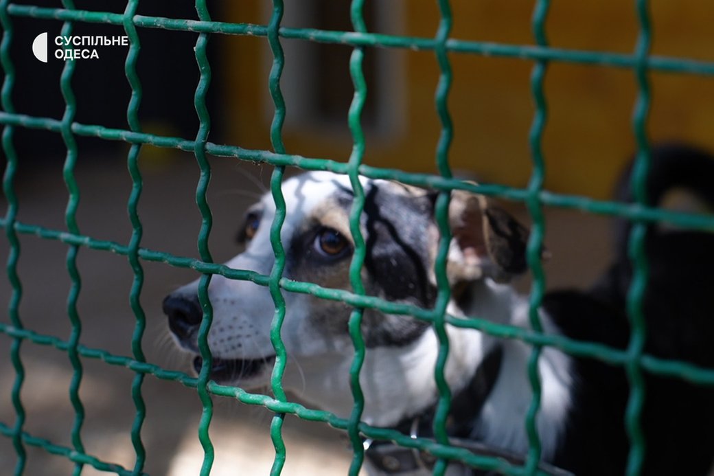 Як в Одесі доглядають собак із Херсонщини, врятованих після теракту на Каховській ГЕС