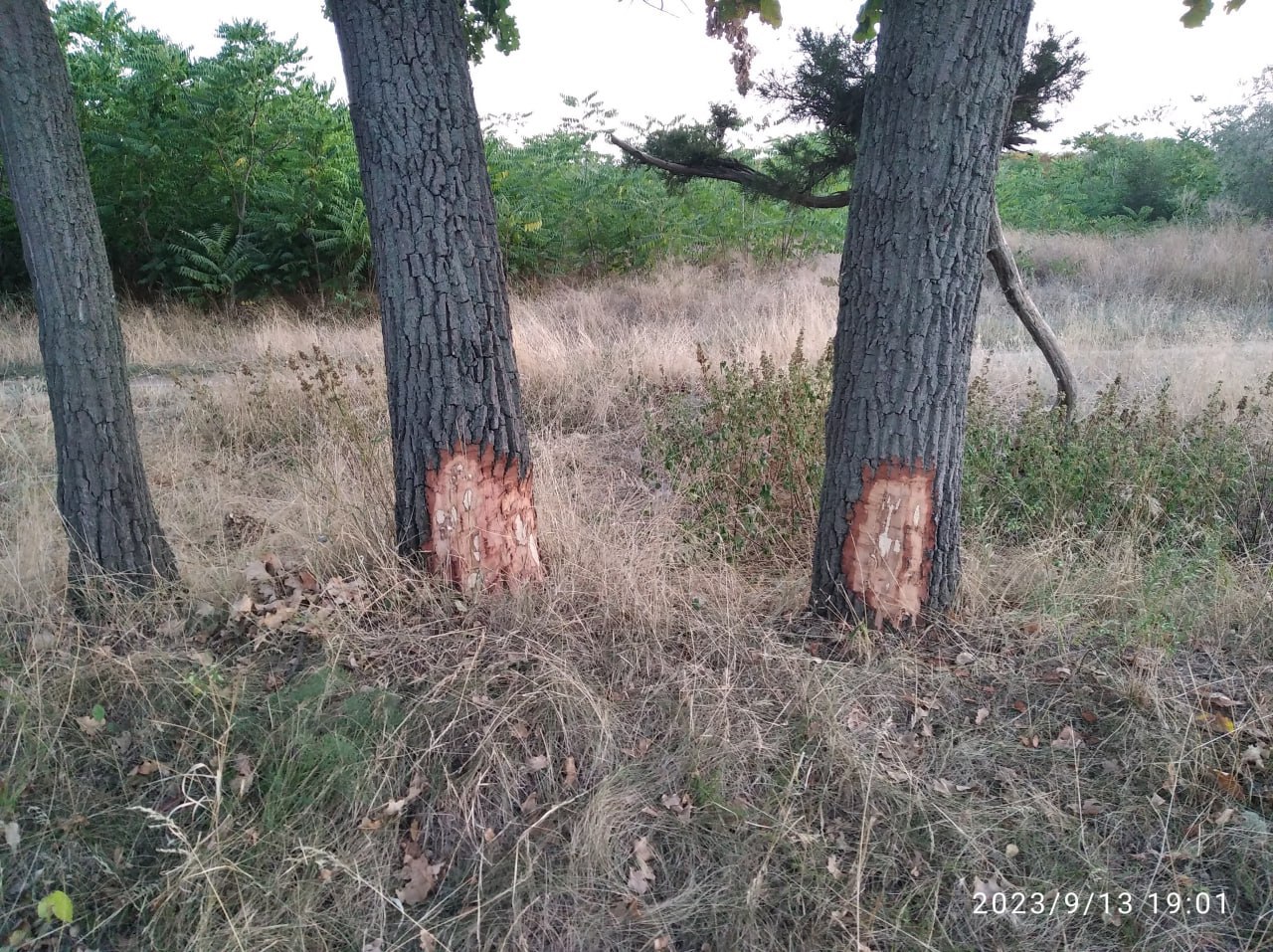 Екоінспекція зафіксувала злочин щодо пошкодження дубів в одному з найбільших парків Миколаєва