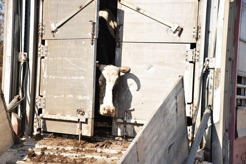 Жителям кількох громад на Миколаївщині роздали корів