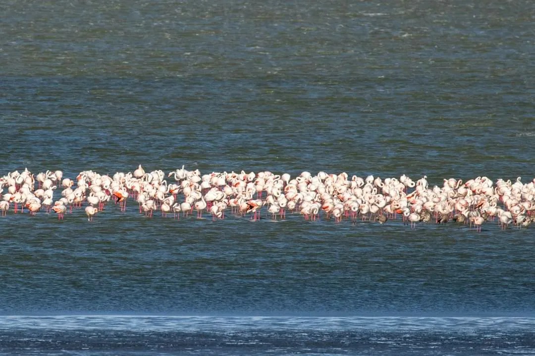 На Одещині фіксують рекордну кількість рожевих фламінго – раніше ці птахи полюбляли Херсонщину (фото)