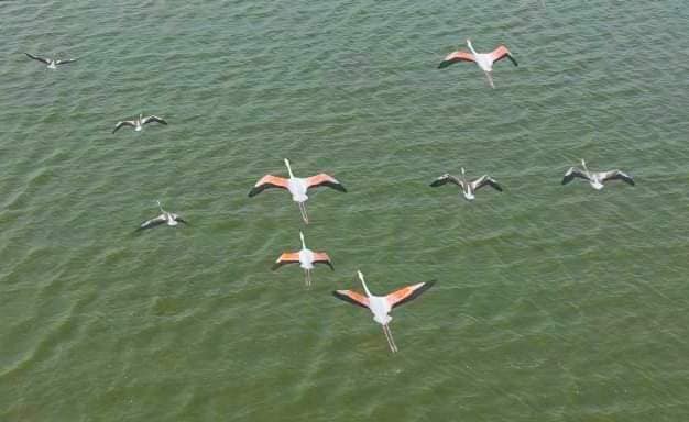 На Одещині фіксують рекордну кількість рожевих фламінго – раніше ці птахи полюбляли Херсонщину (фото)