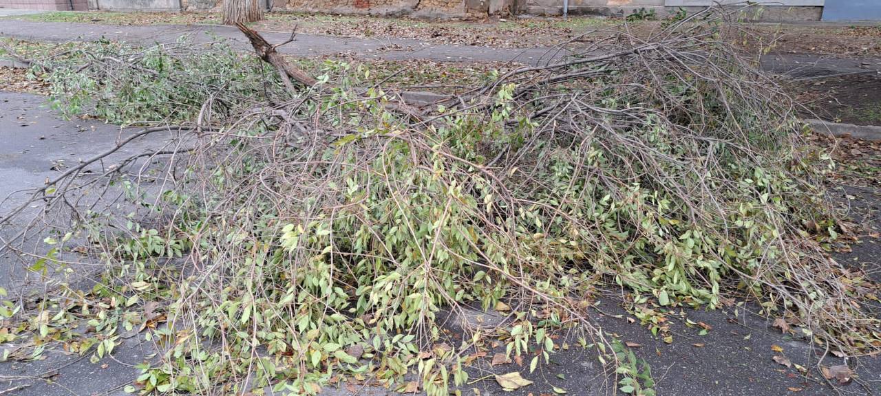 На півдні вирує негода: в Одесі та Херсоні – деревопад (фото)