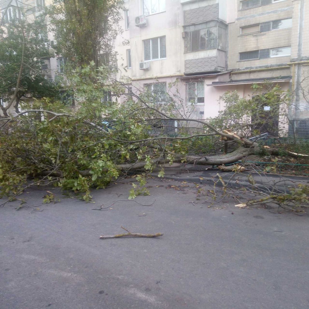 На півдні вирує негода: в Одесі та Херсоні – деревопад (фото)