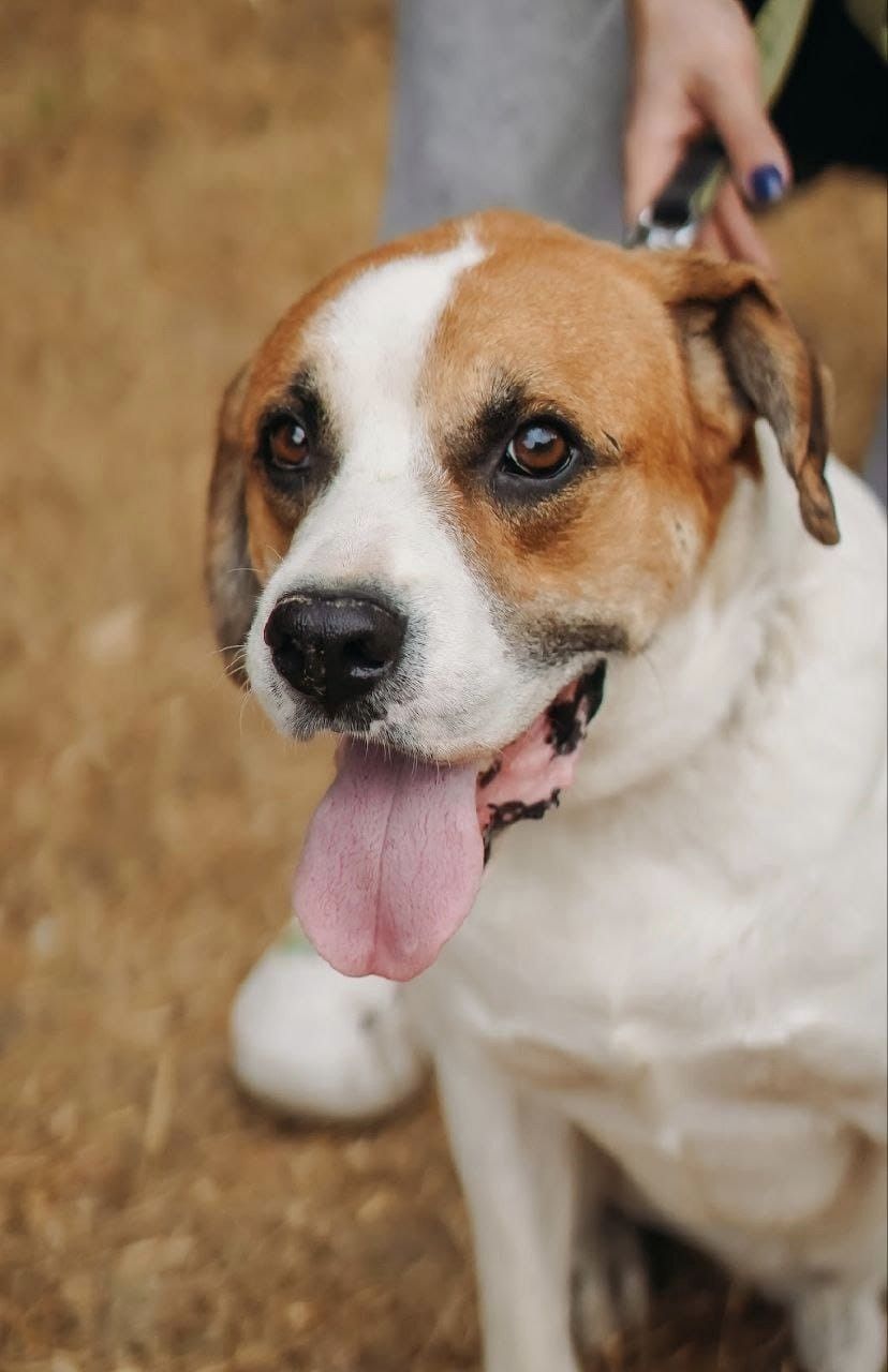 Щаслива історія Боніфація: пес, врятований після теракту на Каховській ГЕС, знайшов новий дім у Польщі
