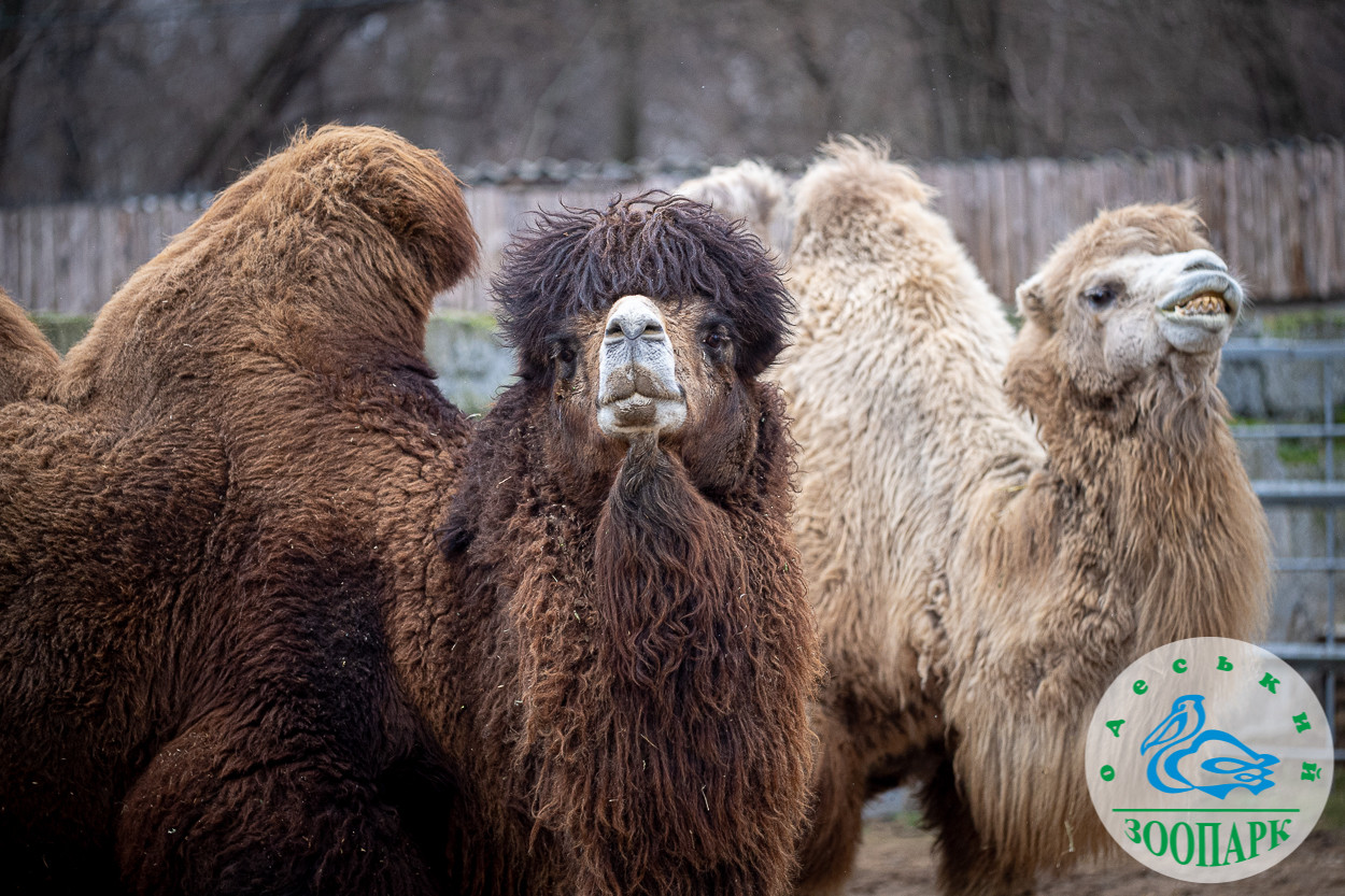 Одеський зоопарк пропонує вибрати найромантичнішу пару року (фото)
