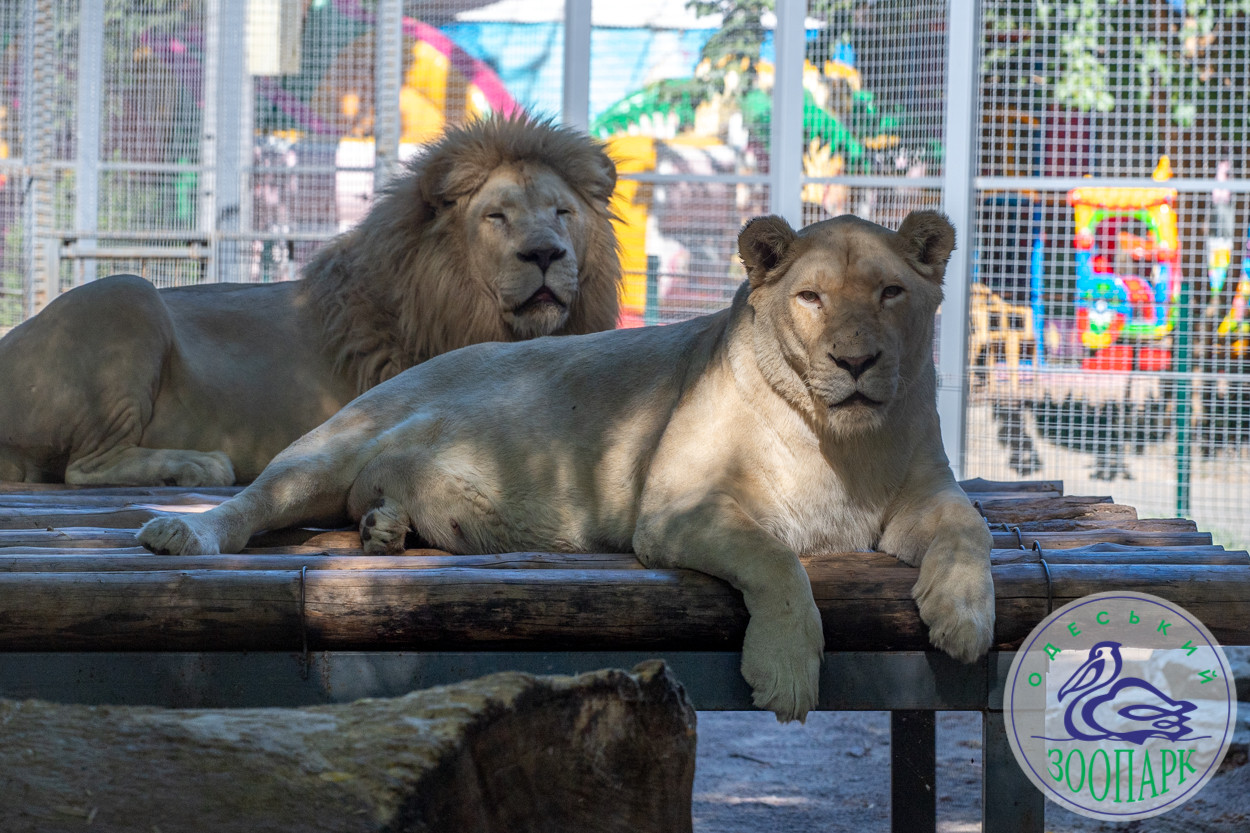 Одеський зоопарк пропонує вибрати найромантичнішу пару року (фото)
