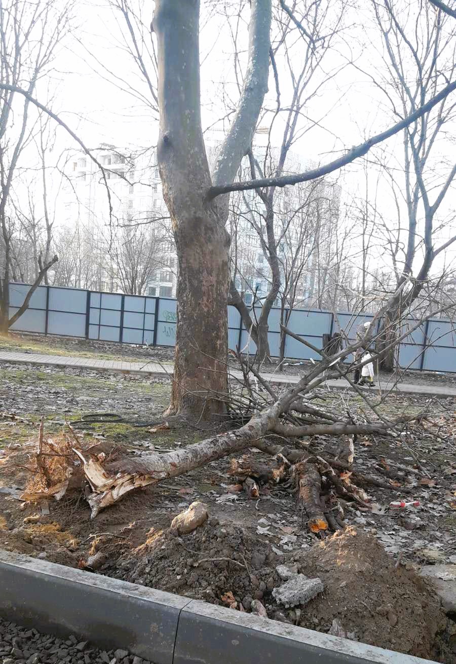 Екологи повідомляють про факти варварського знищення дерев у Миколаєві