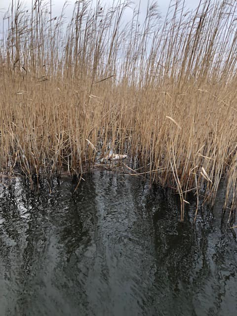 Гинуть лебеді: на Одещині виявлено пташиний грип та введено карантин (фото)