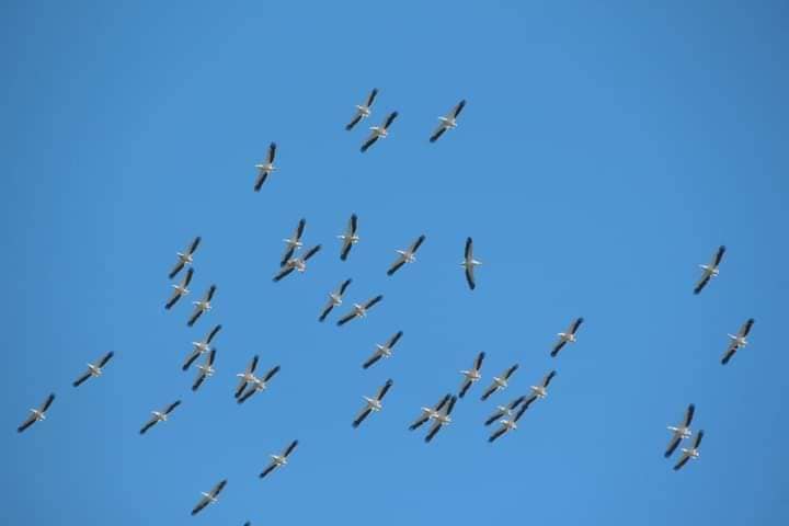 На лимани Одещини прилетіли зграї червонокнижних пеліканів