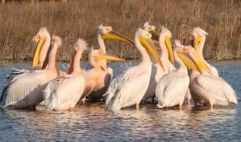 На лимани Одещини прилетіли зграї червонокнижних пеліканів