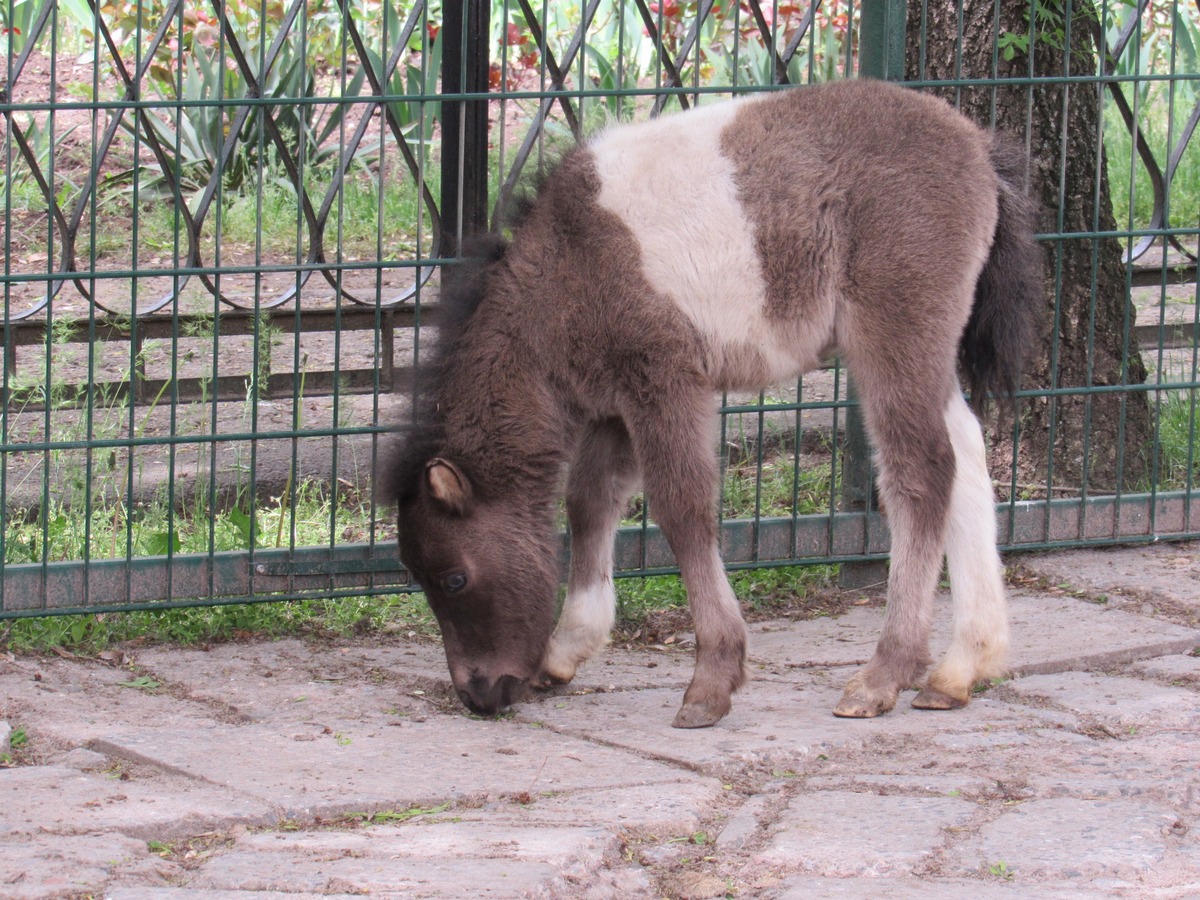 Поні-переселенець із Херсонщини дав потомство в Миколаївському зоопарку: усіх запрошують на бебі-бум (фото)