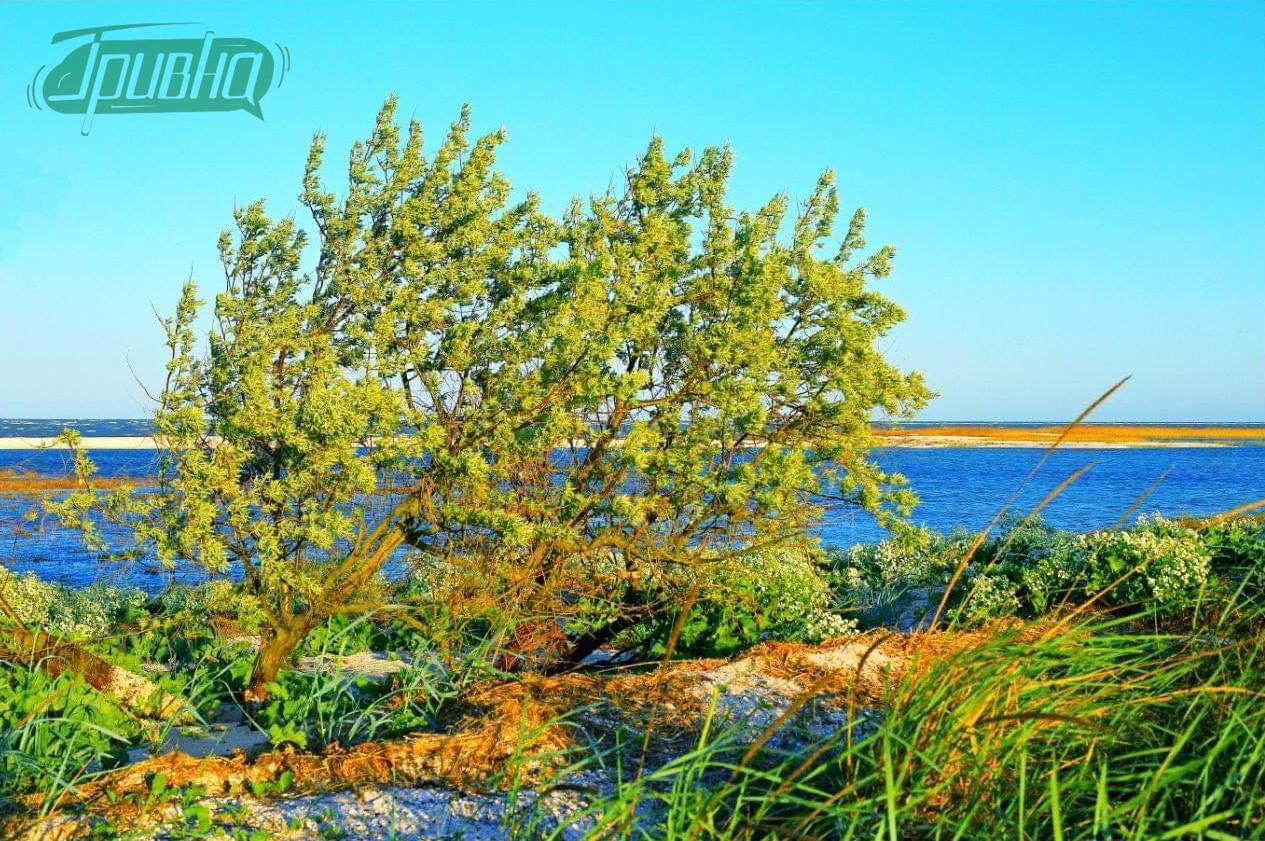 Природу не перефарбуєш у ворожі кольори: загарбницькі плани окупантів та краєвиди херсонського узбережжя Азовського моря (фото)