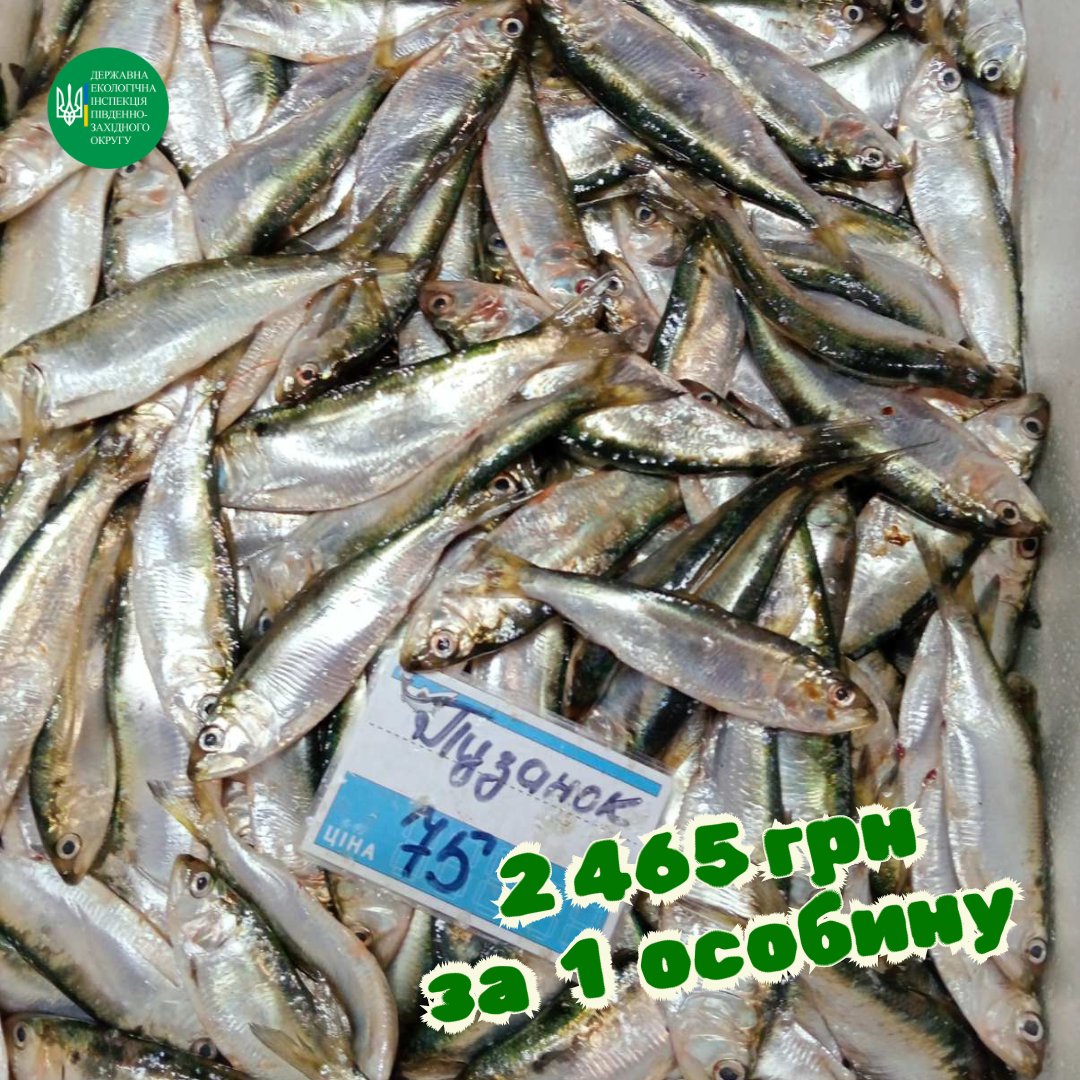 Вартість – не базарна: скільки коштує виловлена браконьєрами риба (фото)