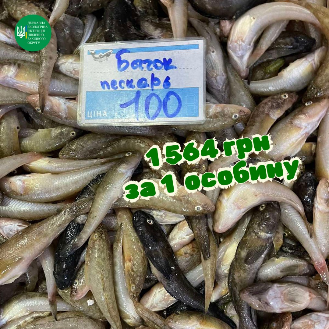 Вартість – не базарна: скільки коштує виловлена браконьєрами риба (фото)