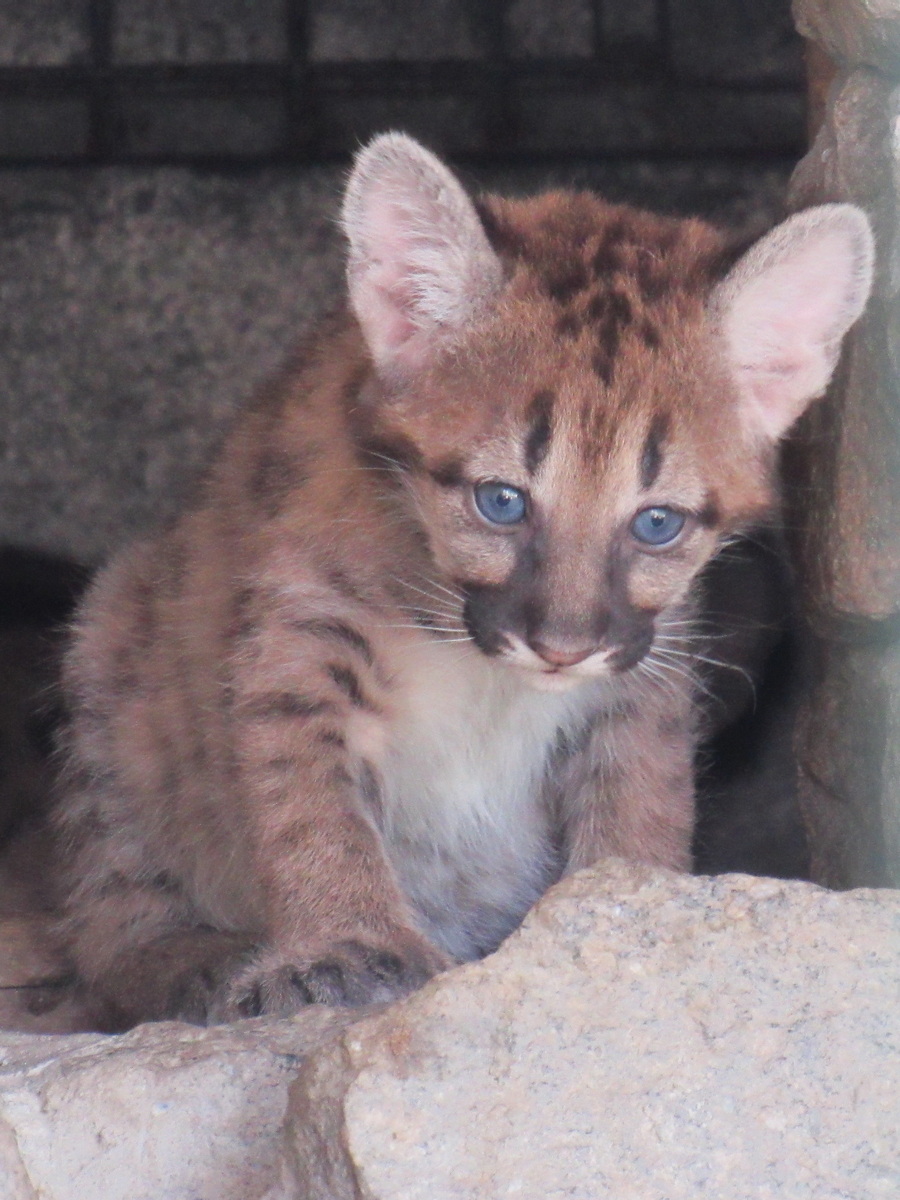 Котячий бебі-бум у Миколаївському зоопарку: малюків пуми, рисі та сервала вже можна побачити (фото)