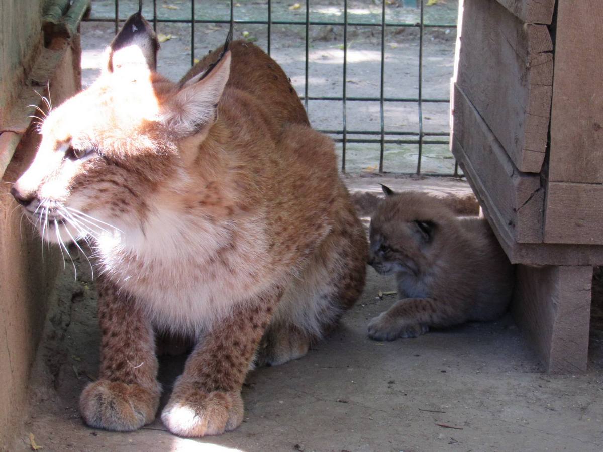 Котячий бебі-бум у Миколаївському зоопарку: малюків пуми, рисі та сервала вже можна побачити (фото)
