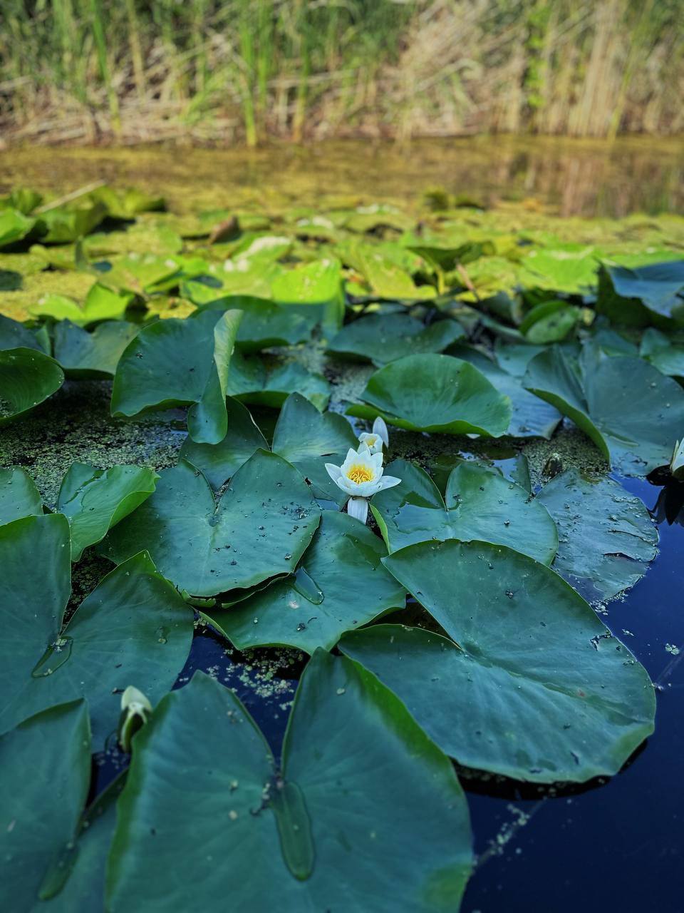 На півдні Одещини офіційно відкрили перший пляж (фото)