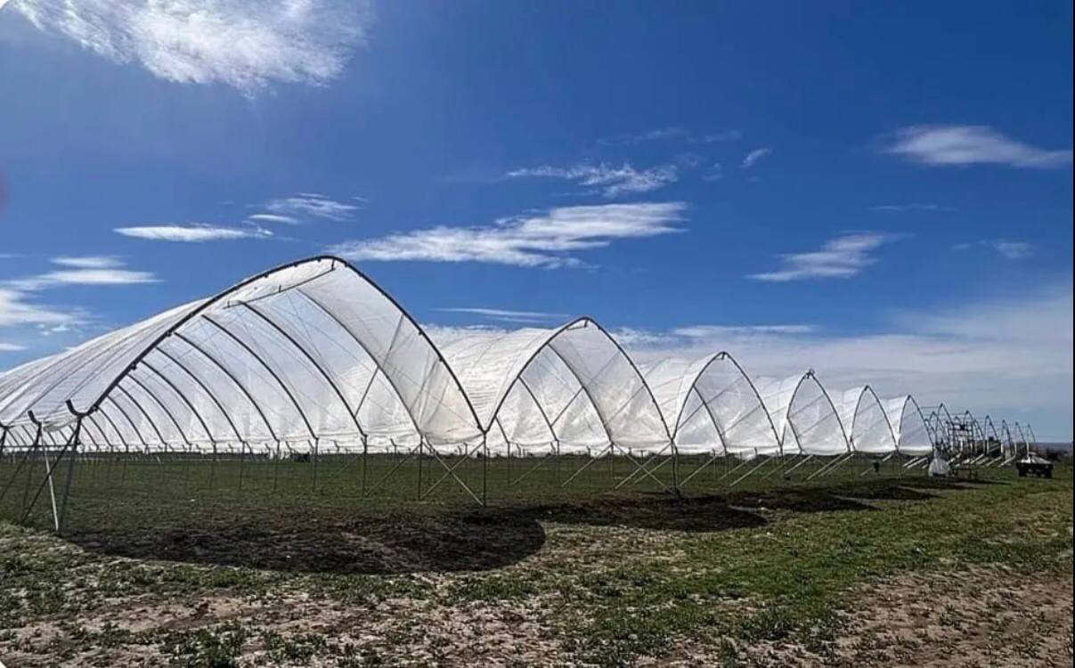 На Одещині будують великий тепличний комплекс за стандартами ЄС – перший урожай лохини обіцяють уже влітку