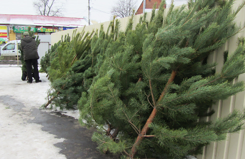 Головної ялинки у Миколаєві не буде, проте затверджені місця, де можна купити новорічне деревце