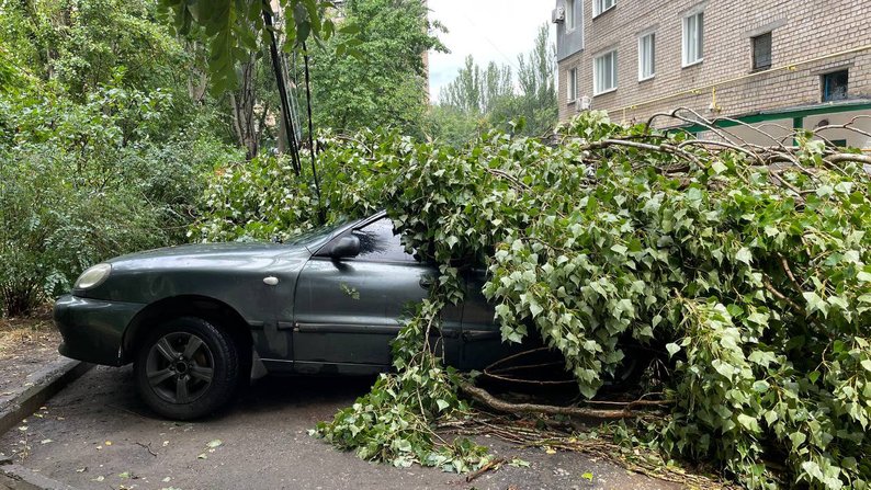 Деревопад у Миколаєві: минулоріч буревіями були повалені близько 400 дерев