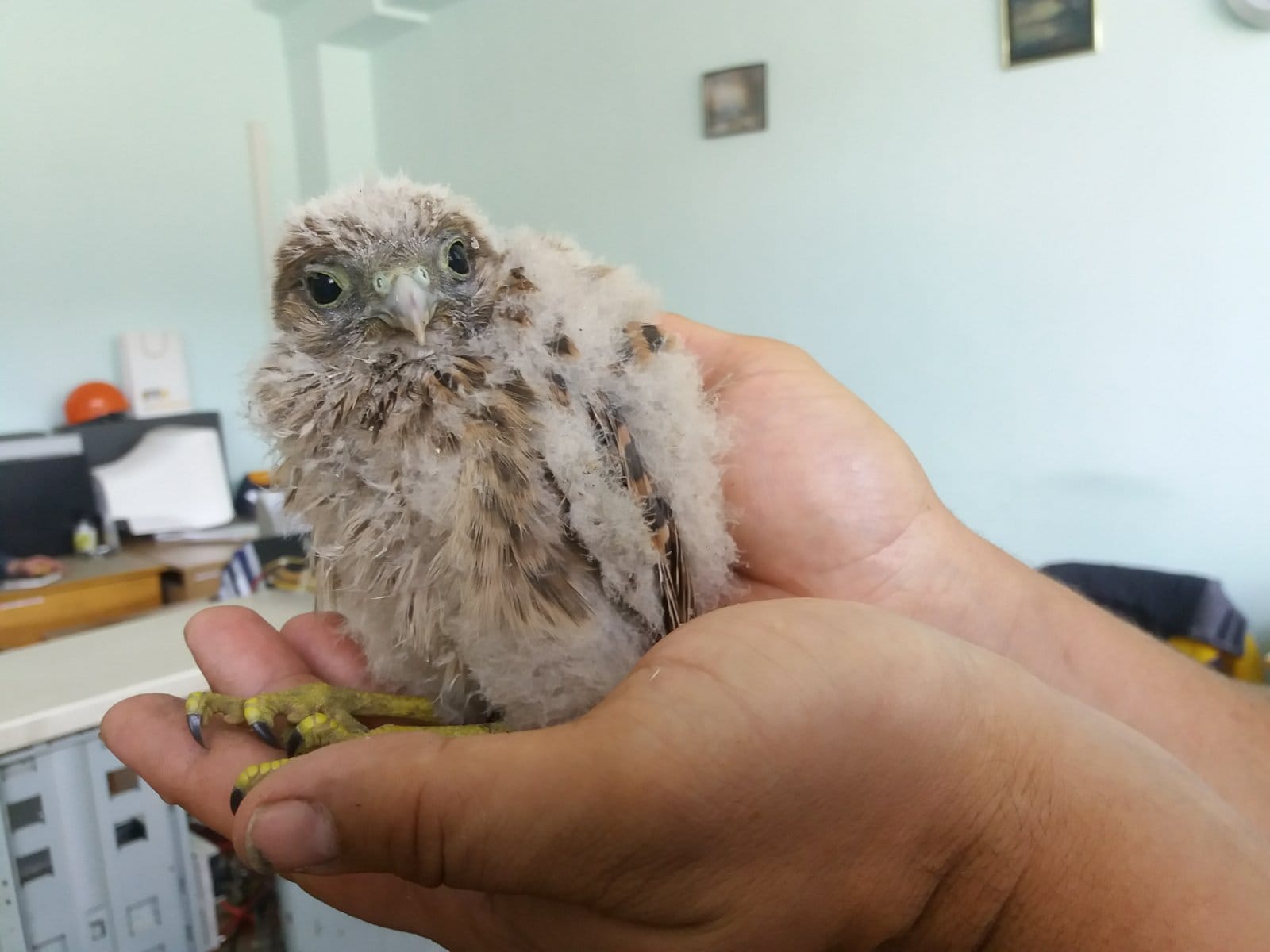 До Миколаївського зоопарку передали пташеня сокола: херсонка врятувала після обстрілів міста