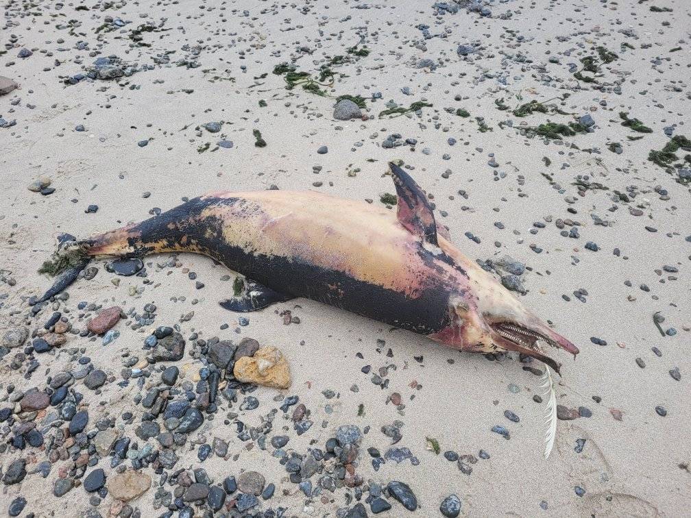 Загинули десятки тисяч – для відновлення популяції дельфінів треба створювати морський заповідник