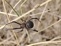 Три павуки на метр квадратний: на Одещині фіксують збільшення кількості каракуртів (фото)