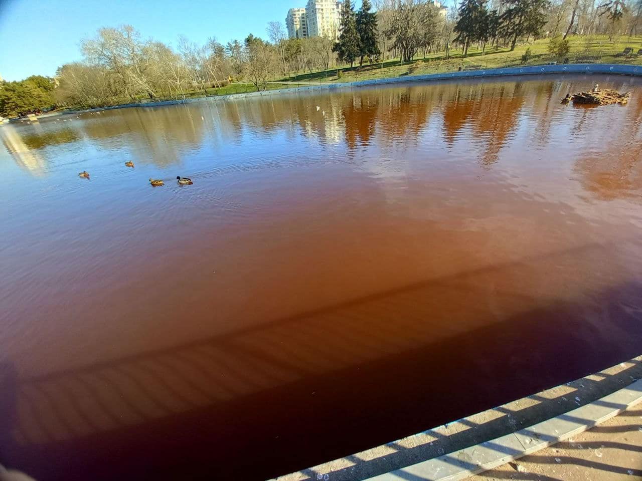 У ставках одного з парків Одеси вода стала коричневою – можливе навмисне забруднення