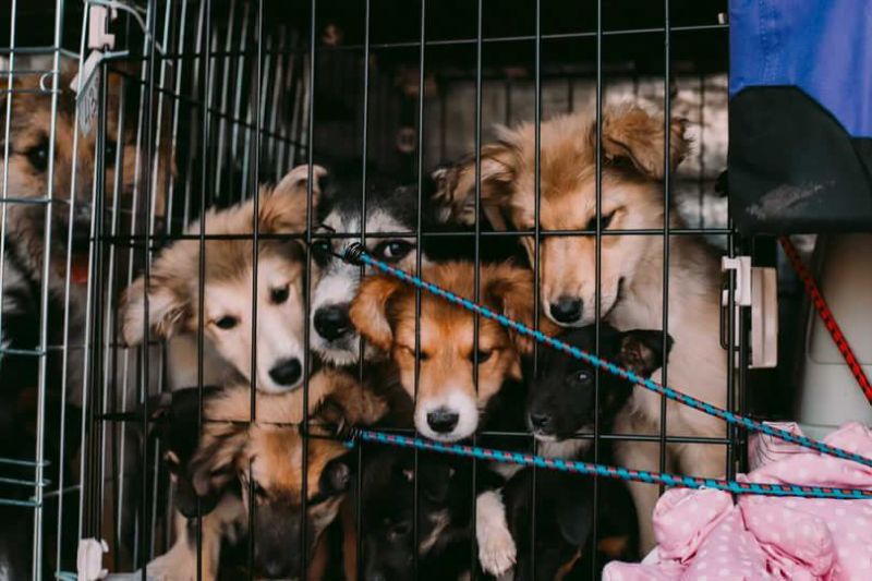 «Будь ласка, не кидайте своїх тварин». Історія волонтерки, яка вивезла з окупованого Херсона 45 бездомних собак і котів