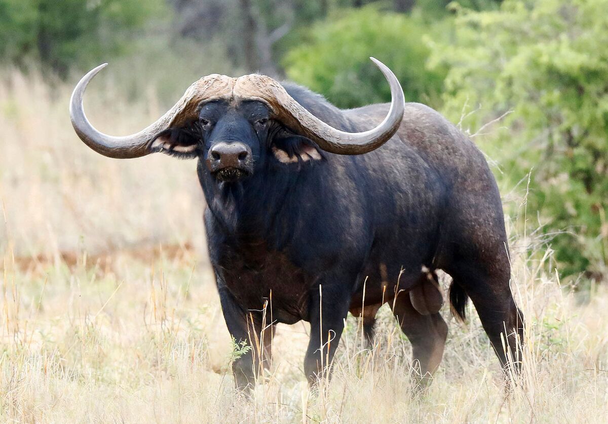 Загинули буйволи та сайгаки: «Асканія-Нова» втрачає рідкісних тварин внаслідок дій окупаційного керівництва