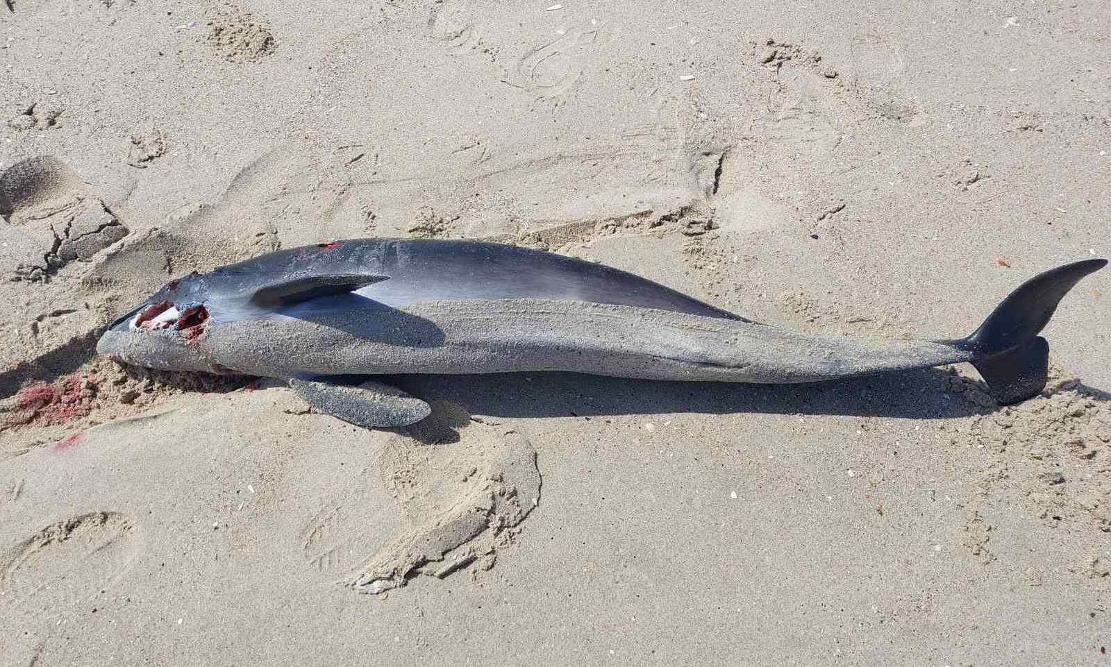 Мор дельфінів у Чорному морі триває: течія прибиває тіла тварин до берегів Одещини та Болгарії