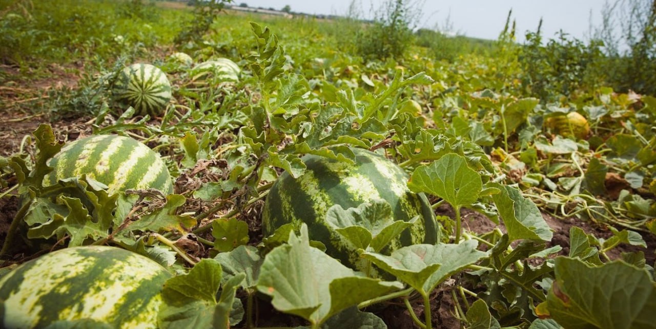 Посівна на Херсонщині: скільки посадили кавунів і картоплі та чим допомогли інші області