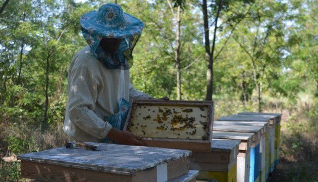 Мед в окупації. Як виживають пасічники Херсонщини під час війни