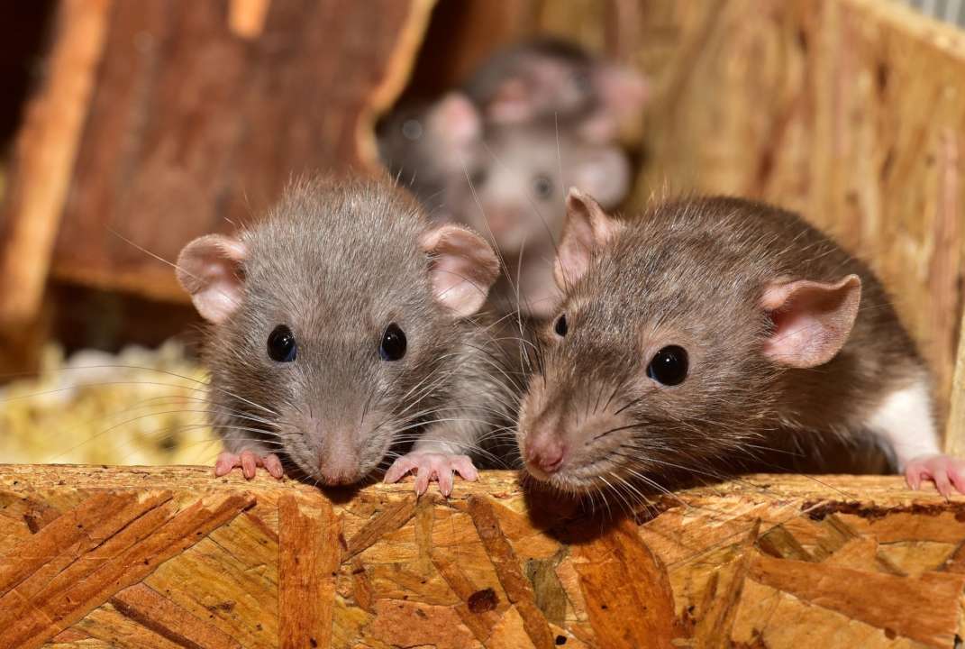 Херсонці скаржаться на нашестя мишей – як у приватному секторі, так і в багатоповерхівках