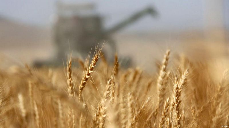 Міф про «новий Голодомор»: яка реальна ситуація з продовольчою безпекою України. Частина 1: зерно та олія