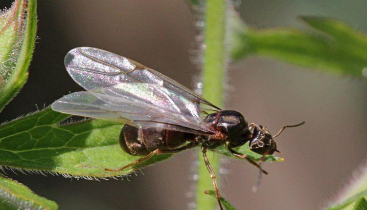 Десятки мільярдів: на Одещині фіксують незвичне збільшення чисельності крилатих комах