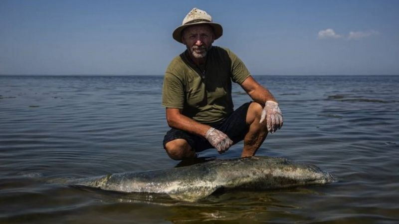 Як російські війська нищать дельфінів України та всього Чорного моря