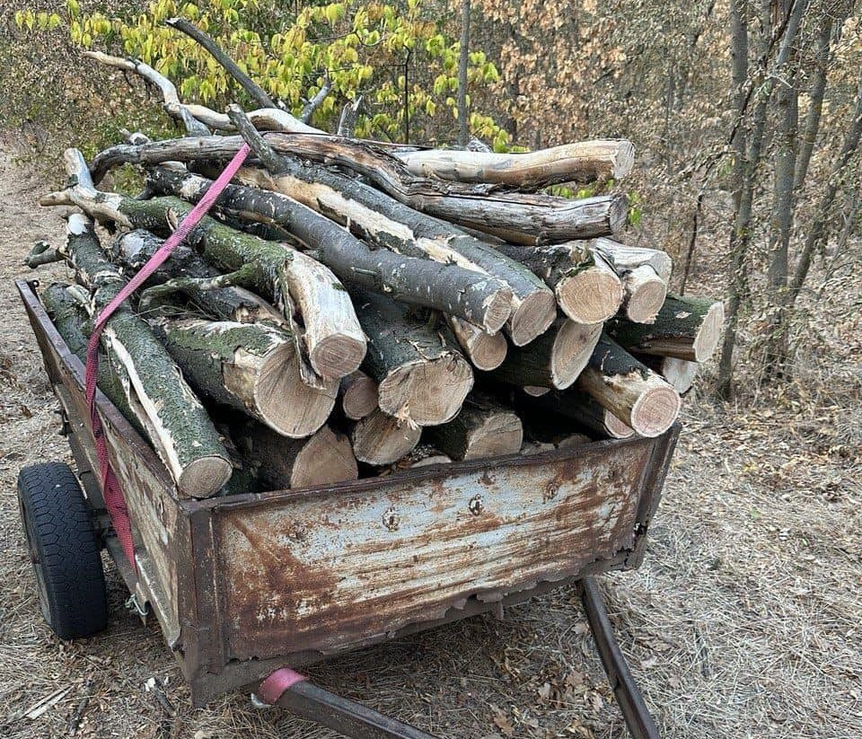 На Одещині затримали чорних лісорубів, які завдали державі збитків на пів мільйона гривень