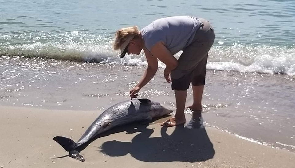 Опріснення Чорного моря та масовий мор дельфінів: міністр довкілля – про страшні наслідки війни