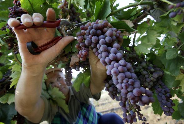 У виробника винограду на Херсонщині вціліло лише 15 відсотків насаджень