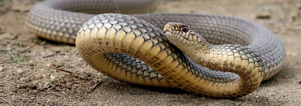 В Одесі активізувалися змії: чи варто їх боятися