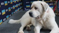 Допоможіть Атому встати на лапи: одеські волонтери збирають гроші для пораненого собаки