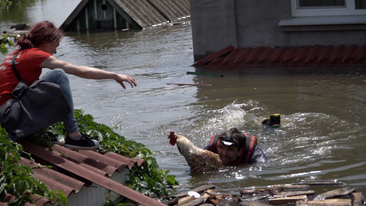 Миші, кури, собаки, коти... Як рік тому волонтери рятували тварин у затопленому Херсоні