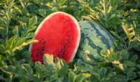 «Нас вчать агрономи з Херсонщини»: фермер із Кіровоградщини – про вирощування кавунів та помідорів