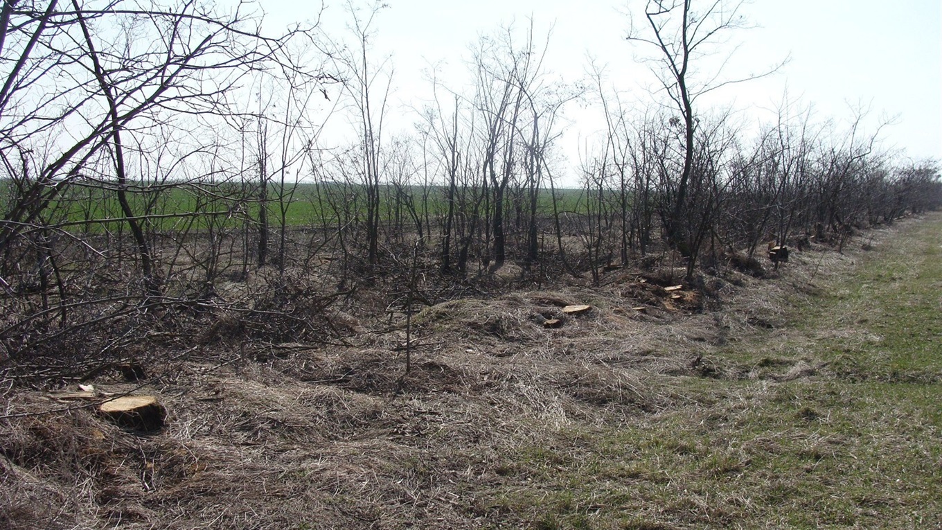 На Миколаївщині «чорні лісоруби» знищують лісосмуги