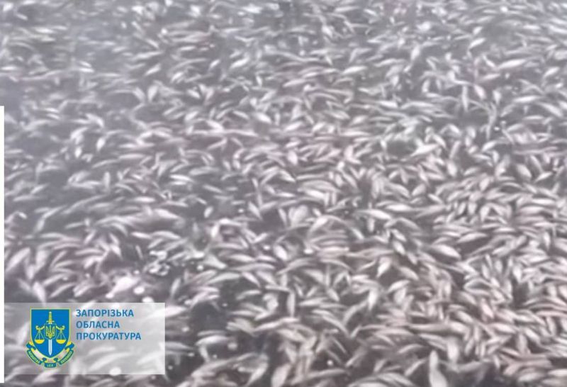 Масова загибель риби внаслідок обстрілу росіянами греблі Каховської ГЕС